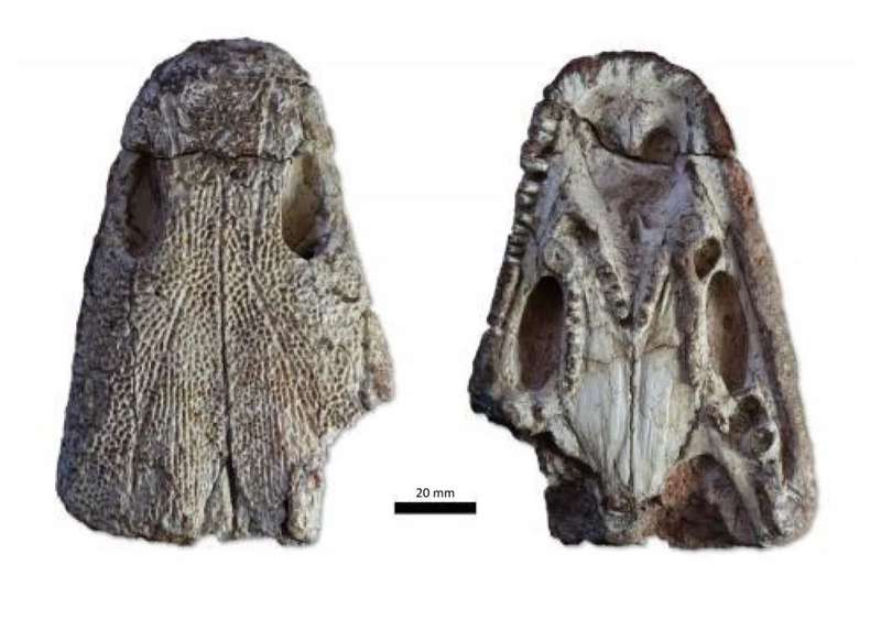 Kwatisuchus rosai cráneo
