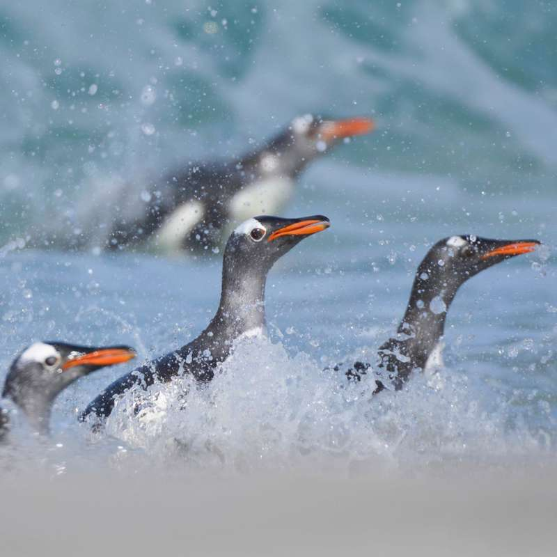 Pingüinos en la ola: desmontando una fotografía