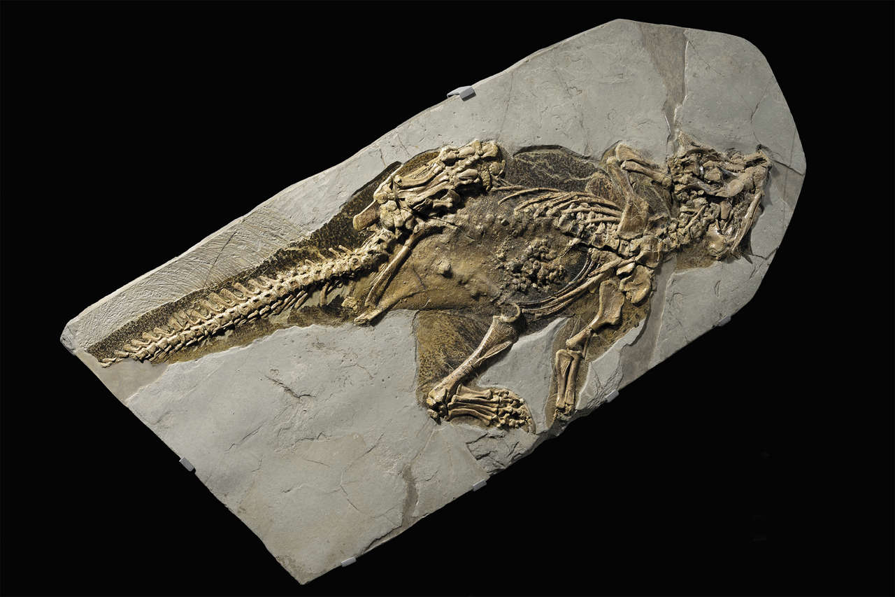 Fósil de psitacosaurus