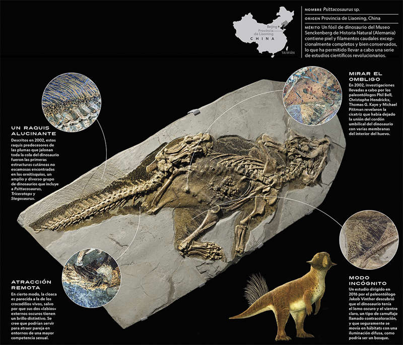 Fósil hallado en China