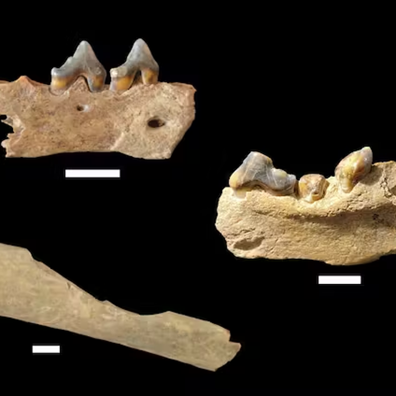 La llegada de Homo sapiens al norte de Europa sucedió hace 45.000 años