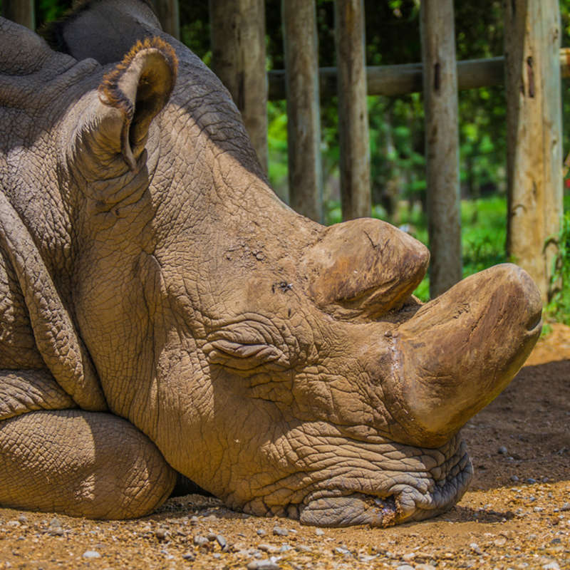 ¿Salvar el rinoceronte blanco del norte? La reproducción asistida es la última esperanza, pero solo el primer paso