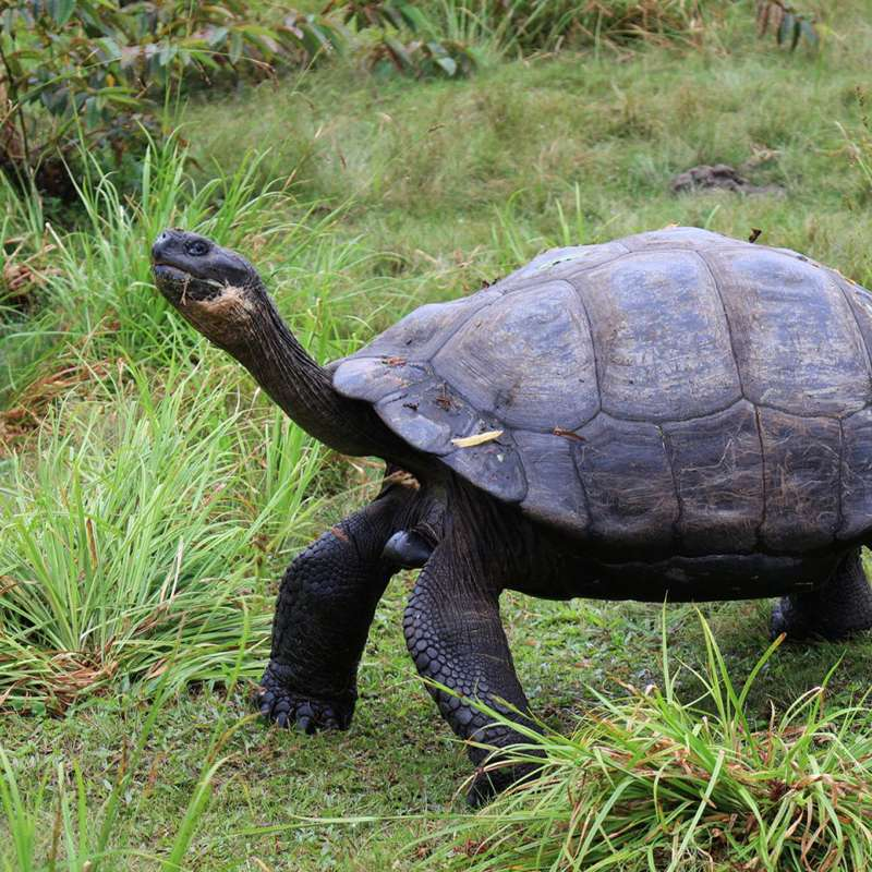 Ahora sabemos cuántas tortugas gigantes hay en Galápagos (y podemos cuidarlas mejor)
