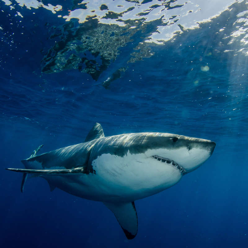 El misterio de la reproducción del tiburón blanco