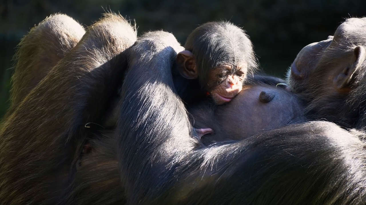 nacen-dos-cr-as-de-una-subespecie-de-chimpanc-amenazada