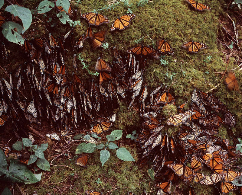Mariposa Monarca México WWF