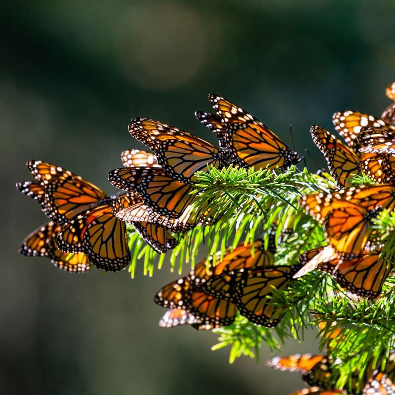 La caída del número de mariposas Monarca en los bosques mexicanos nos afecta a todos