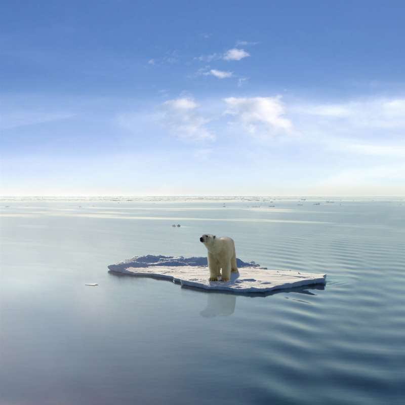 El cambio climático está afectando a las zonas árticas y sus poblaciones de osos polares