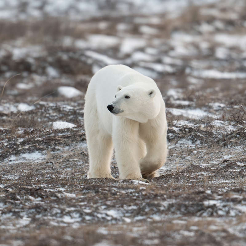 El deshielo amenaza la supervivencia de los osos polares 