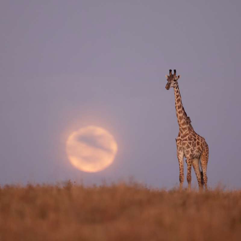 Jirafa, luna y atardecer: la combinación perfecta para una foto impresionante