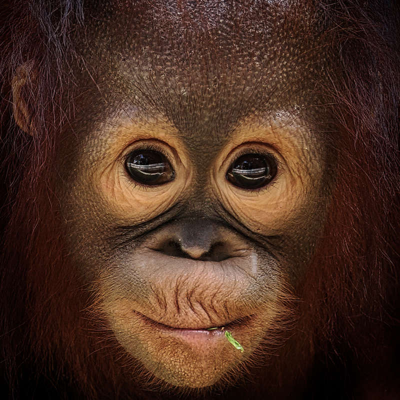 La mirada del orangután y un cráter como tatuaje 