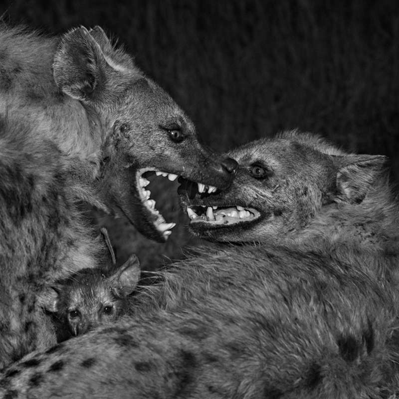 Las hembras mandan en el mundo de las hienas manchadas