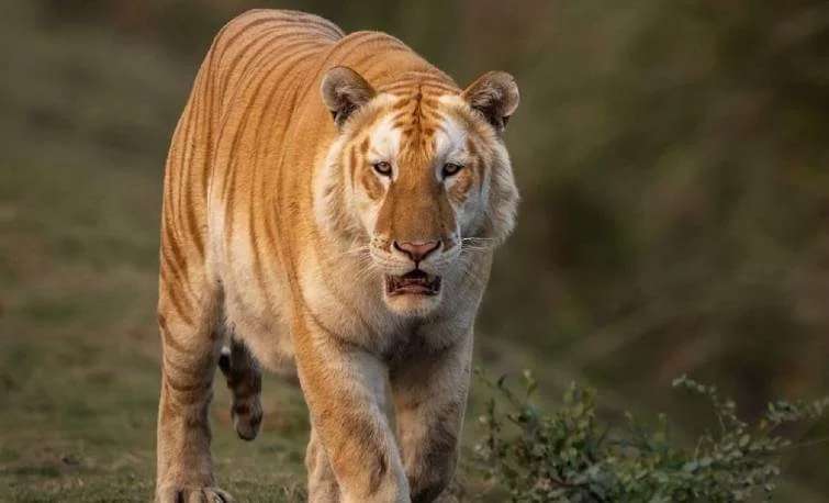 Tigre dorado documentado en Kaziranga 