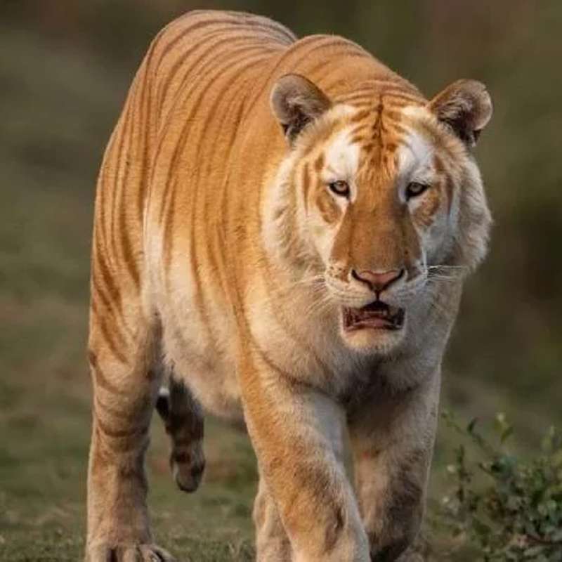 Tigre dorado documentado en Kaziranga 