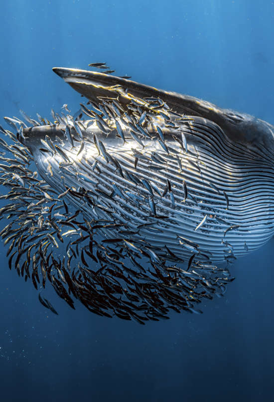 Las mejores fotos subacuáticas, ganadoras del Underwater Photographer of the Year 2024