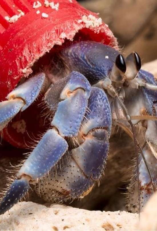 Los cangrejos ermitaños encuentran nuevas viviendas en la era del plástico