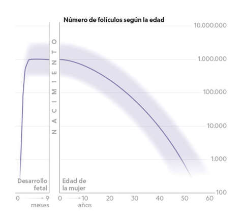La nueva imagen del embrión humano