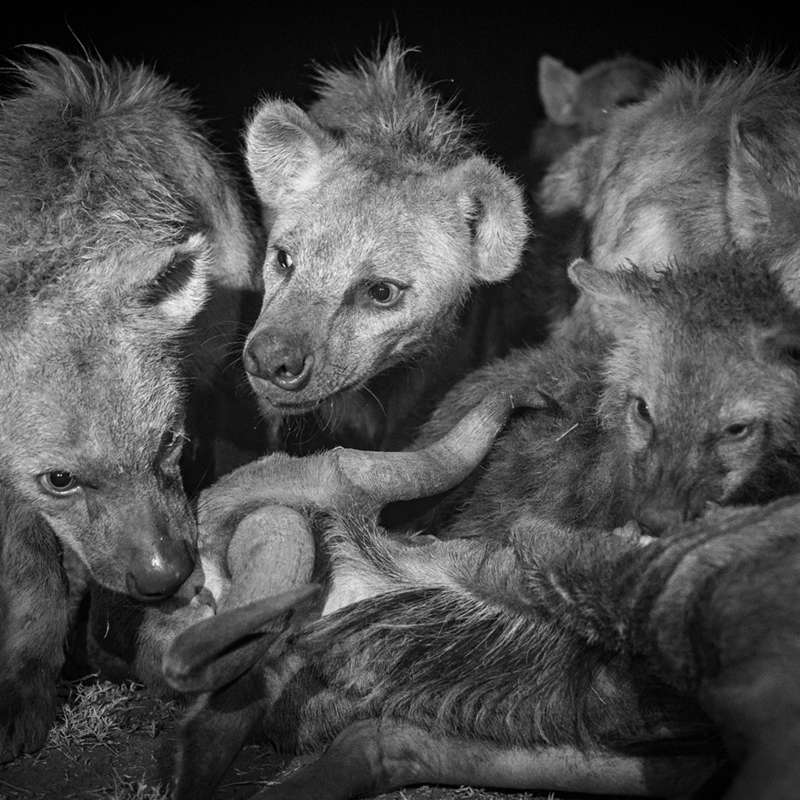 Las habilidades de las hienas: Adaptabilidad urbana