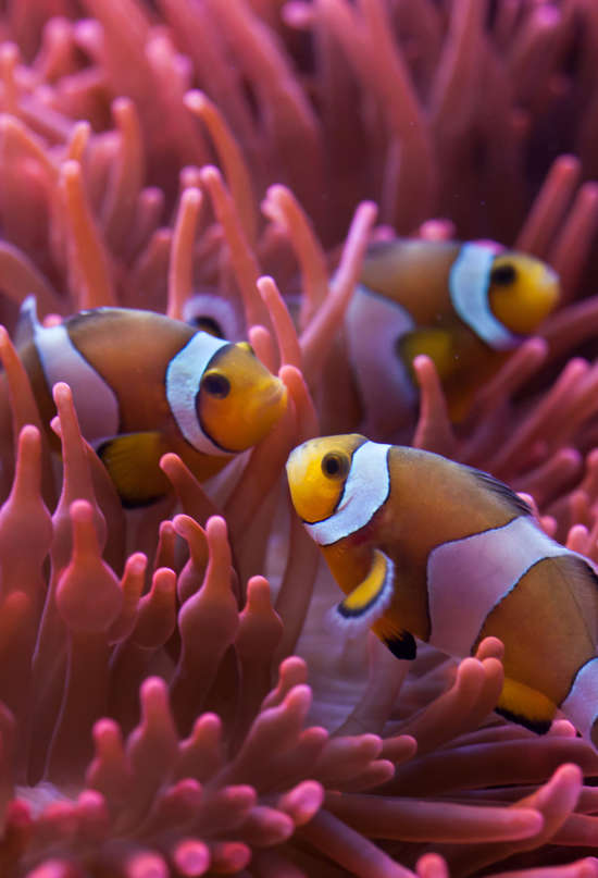Hay más coral en el mundo del que creíamos