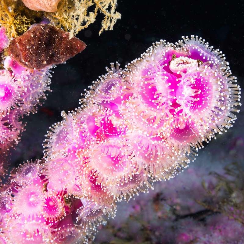 Las anémonas marinas guardan el secreto para degradar microplásticos