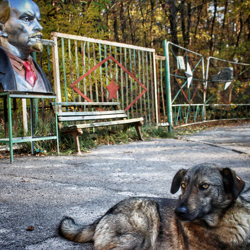 Los lobos y perros “mutantes” de Chernóbil que resisten al cáncer