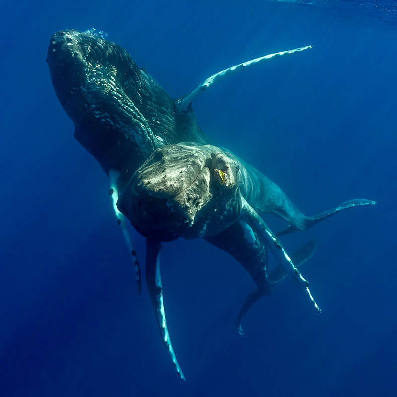 Fotografían por primera vez el apareamiento de ballenas jorobadas (y es entre machos)