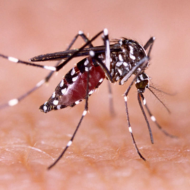 Alerta por dengue en América: ¿qué es y cómo se contagia?