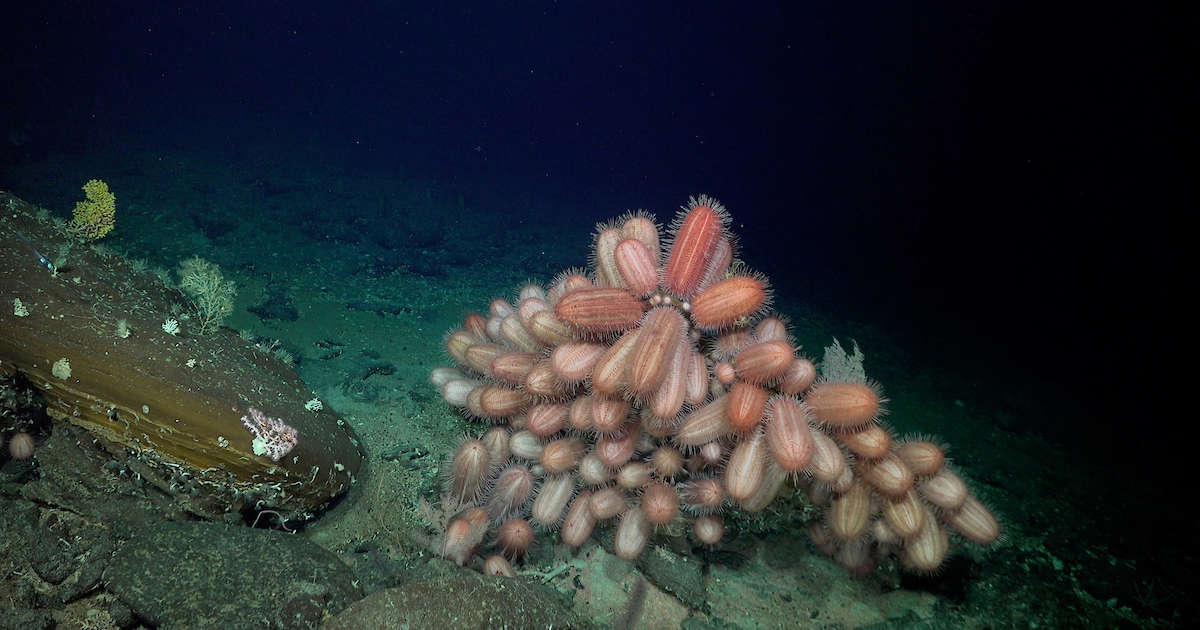 Asombroso Descubrimiento En Chile: Existen 100 Especies Marinas Que No ...