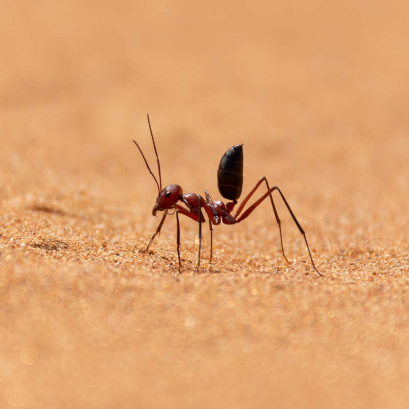 El secreto de estas hormigas para orientarse en el desierto