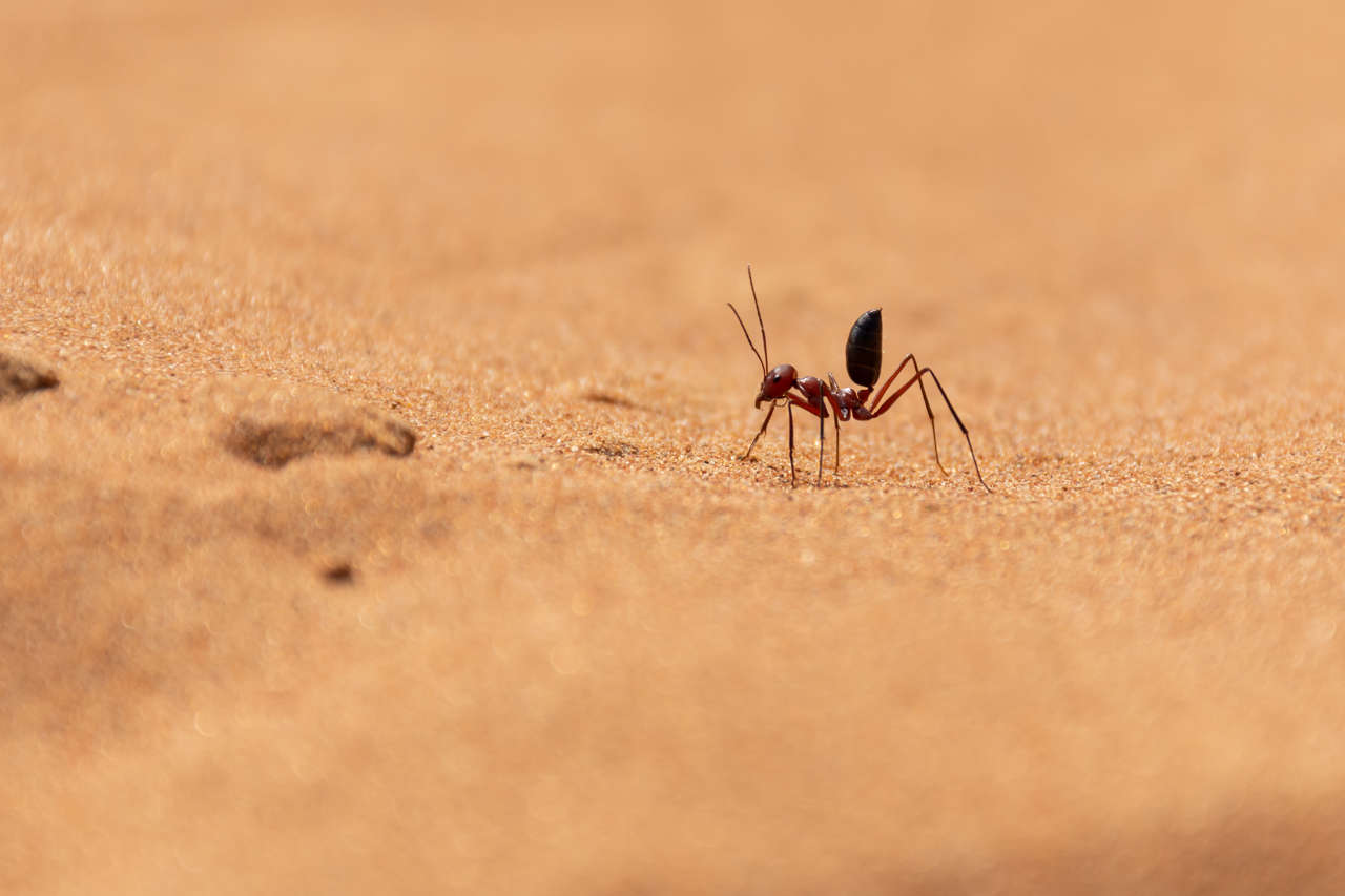 El secreto de estas hormigas para orientarse en el desierto