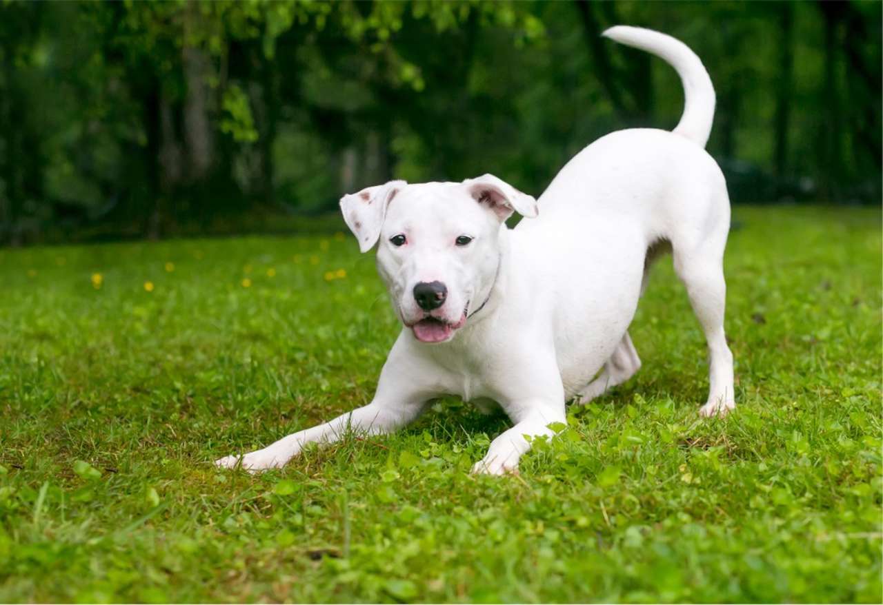 Este gesto cotidiano de los perros es una rareza en el reino animal