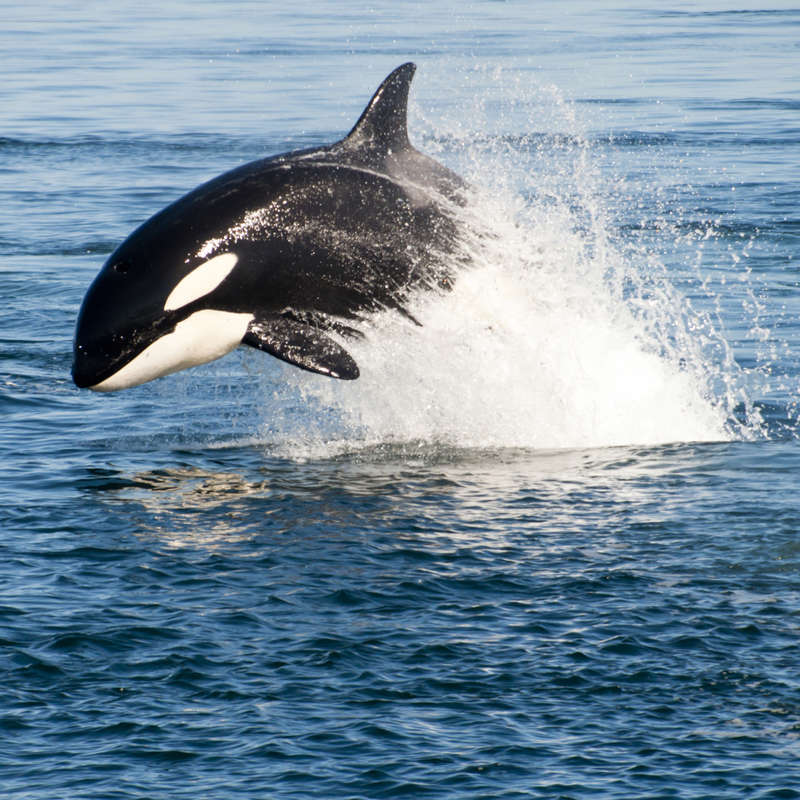 Orca en estado salvaje 