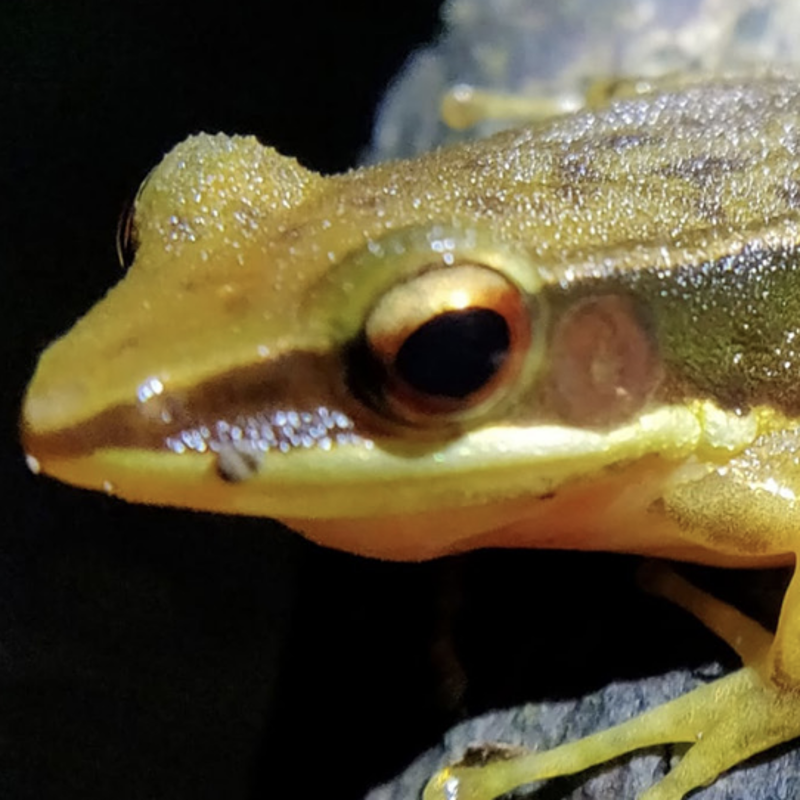 A esta rana viva le brotó una seta en la piel: ¿cuál es la razón?