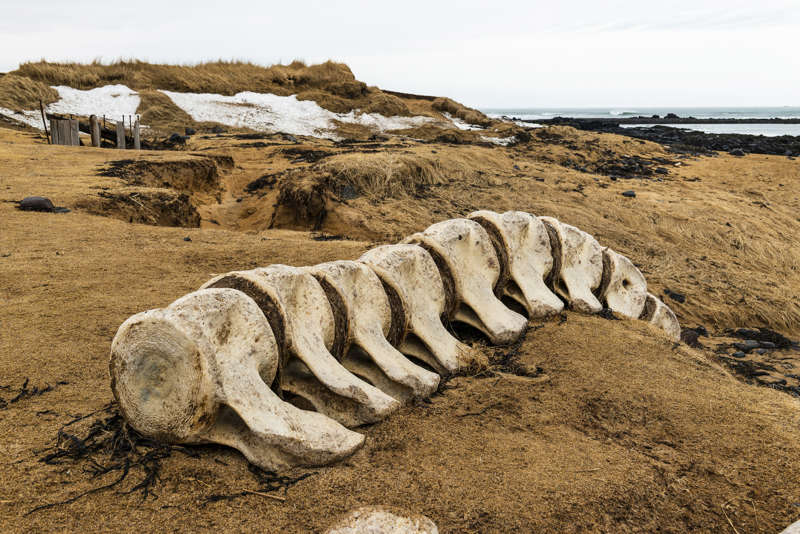 Esqueleto de una ballena varada en una playa de Islandia