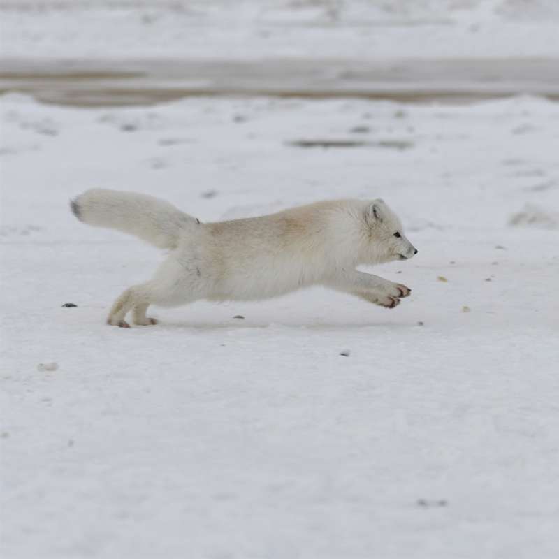 Una esperanzadora liberación de zorros árticos en Noruega 