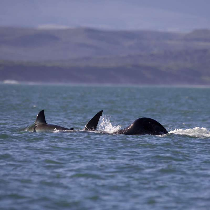 Captan por primera vez el momento en que una orca ataca a un tiburón blanco
