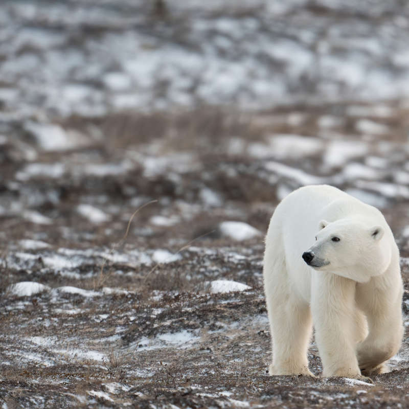 El vídeo que muestra la lucha de los osos polares por sobrevivir