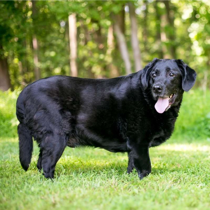Descubren una mutación que predispone a la obesidad en ciertas razas de perros