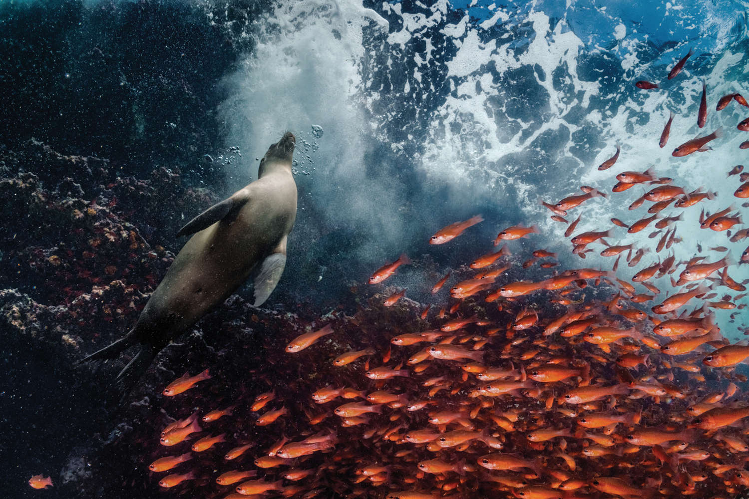 Momentos extraordinarios de los fotógrafos de National Geographic