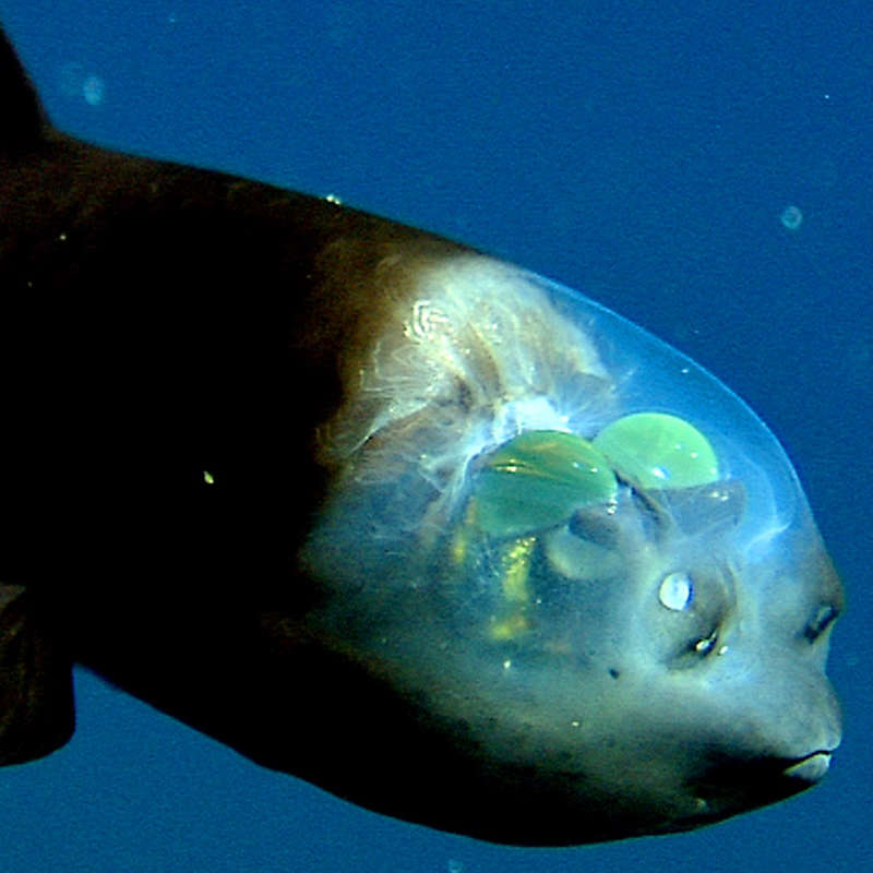 El fabuloso pez con la cabeza transparente, los ojos tubulares e inmunidad a las picaduras de medusa