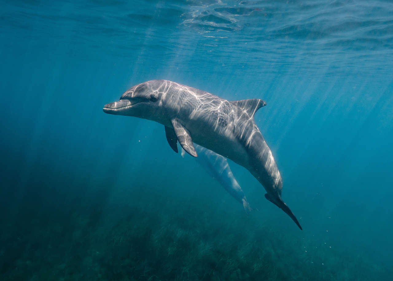 Pelotas Flotantes Con Forma De Ballena Mejoradas (2025) | Meses Sin Interés