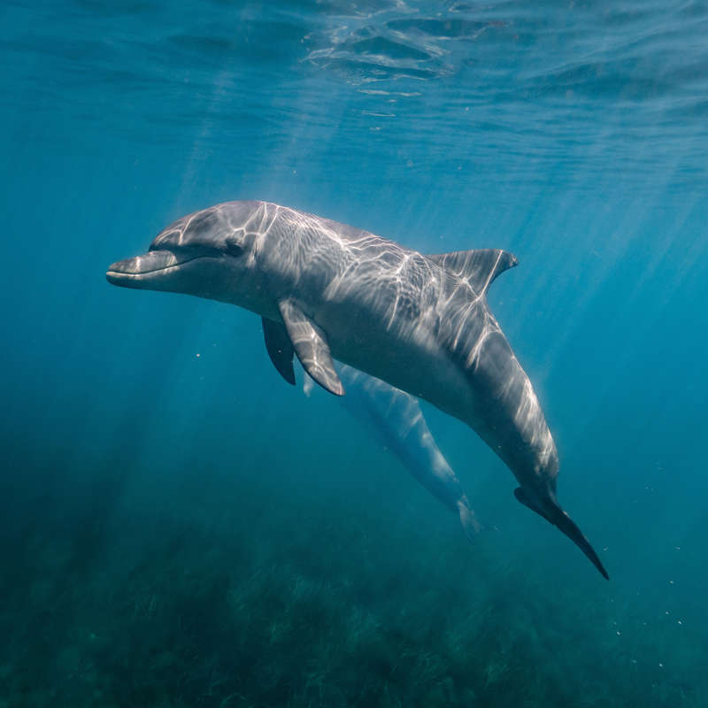 Si los delfines no pueden beber el agua en la que nadan, ¿cómo se mantienen hidratados?