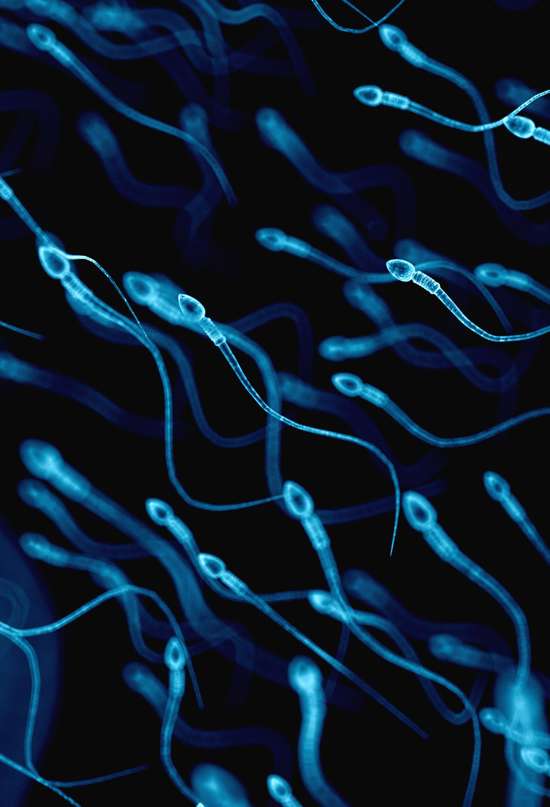 ¿Por qué los espermatozoides pierden calidad?