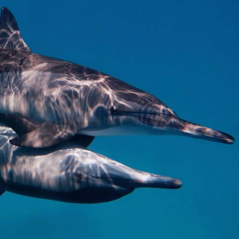 El clítoris de las hembras del delfín explicaría la importancia del sexo para estos mamíferos marinos