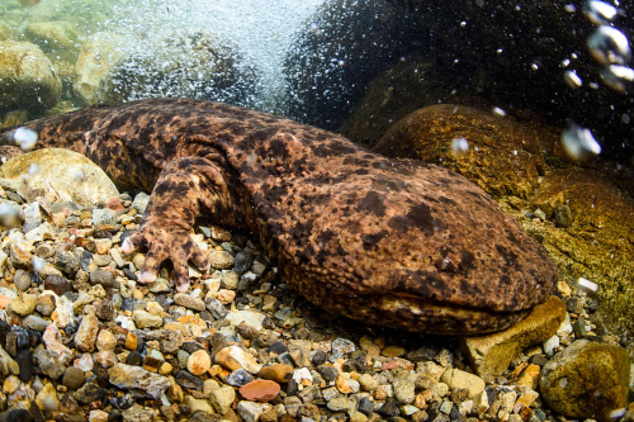 Salamandra gigante de Japón en estado salvaje