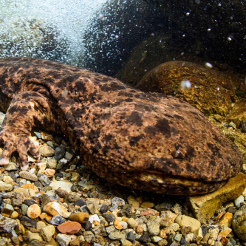La hibridación podría ser el fin de las salamandras gigantes