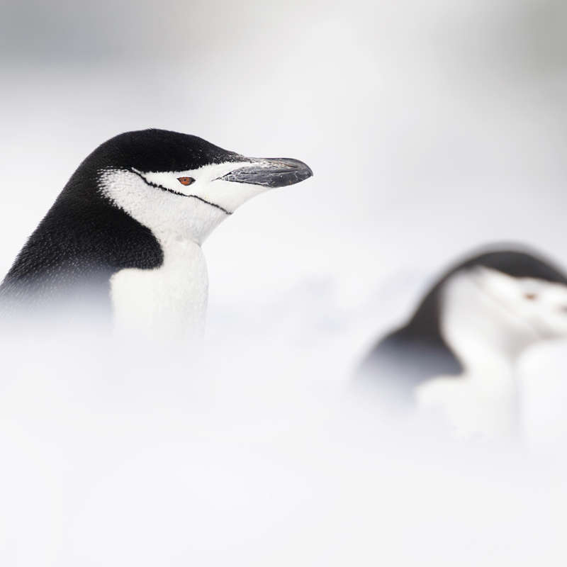 La sintonía de los pingüinos: desmontando una fotografía