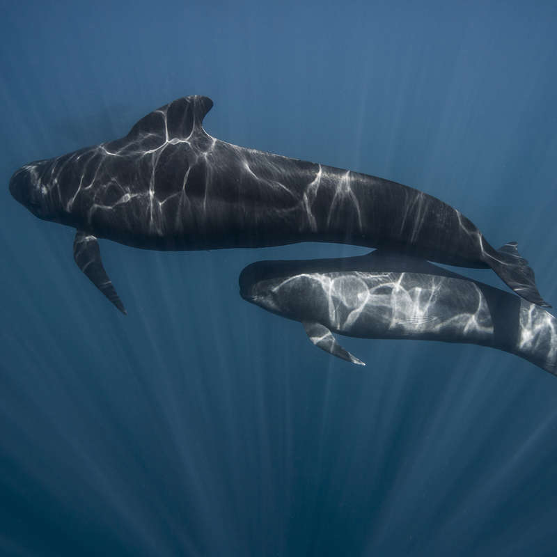 La menopausia podría explicar por qué algunos cetáceos viven tantos años