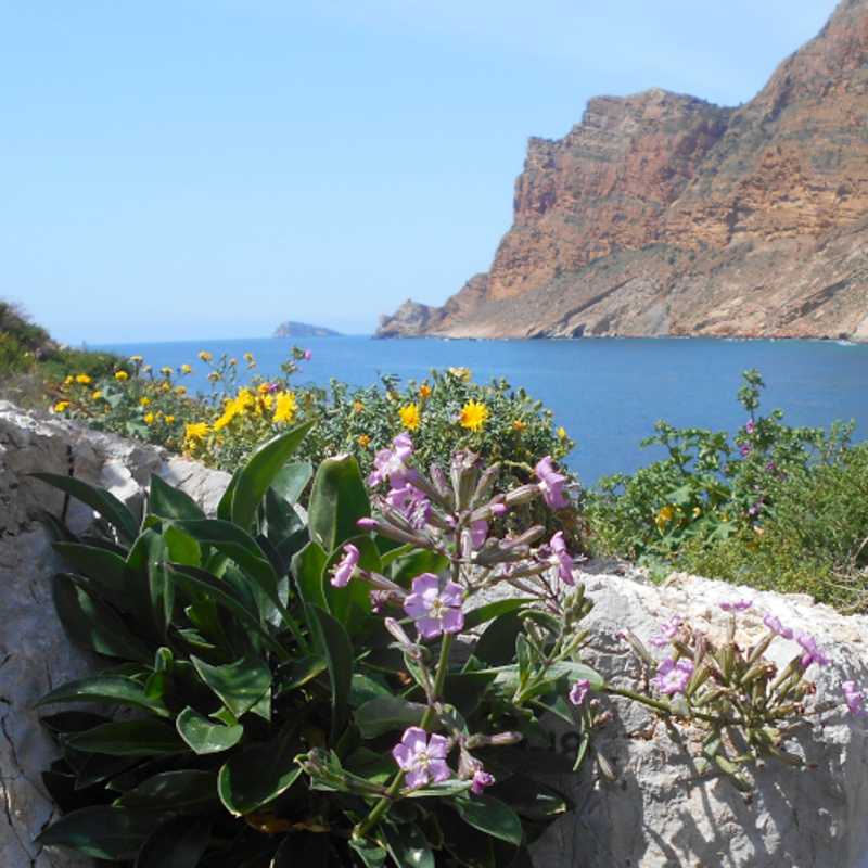 Buena noticia: logran frenar la extinción de la flor Silene de Ifach en la Comunidad Valenciana