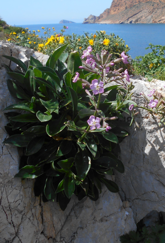 Buena noticia: logran frenar la extinción de la flor Silene de Ifach en la Comunidad Valenciana